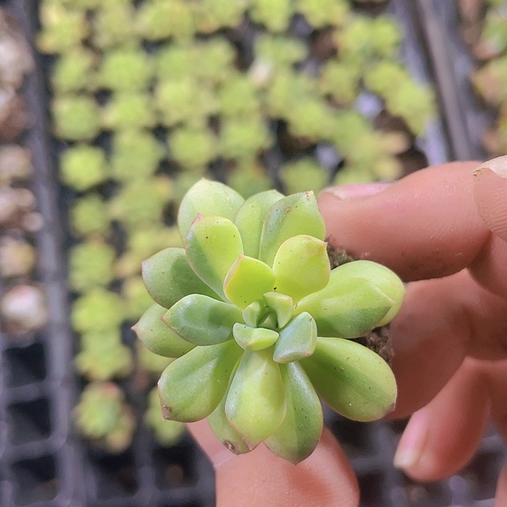 小叮当锦精品多肉