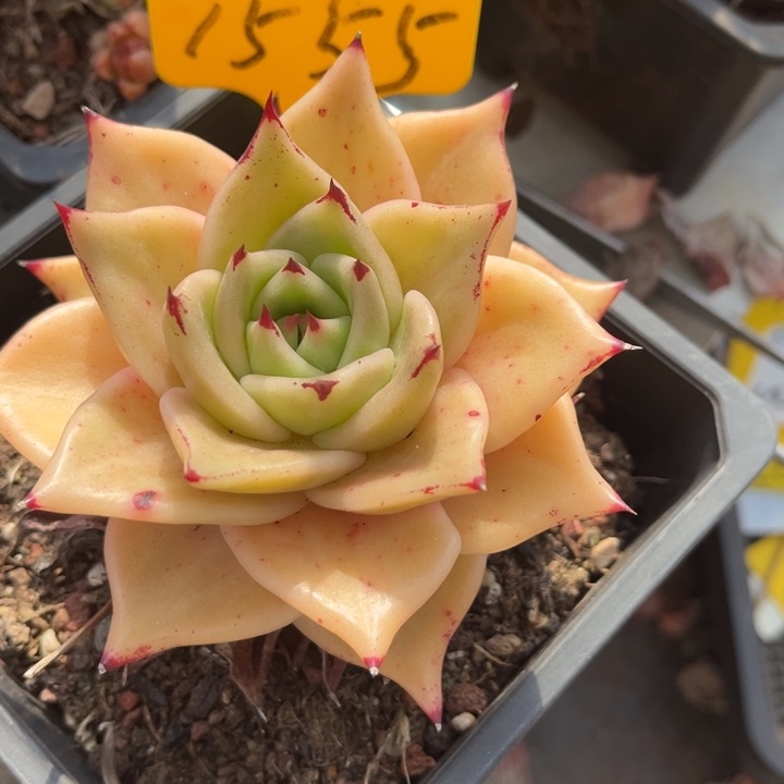 芳***芳1555多肉578887788885