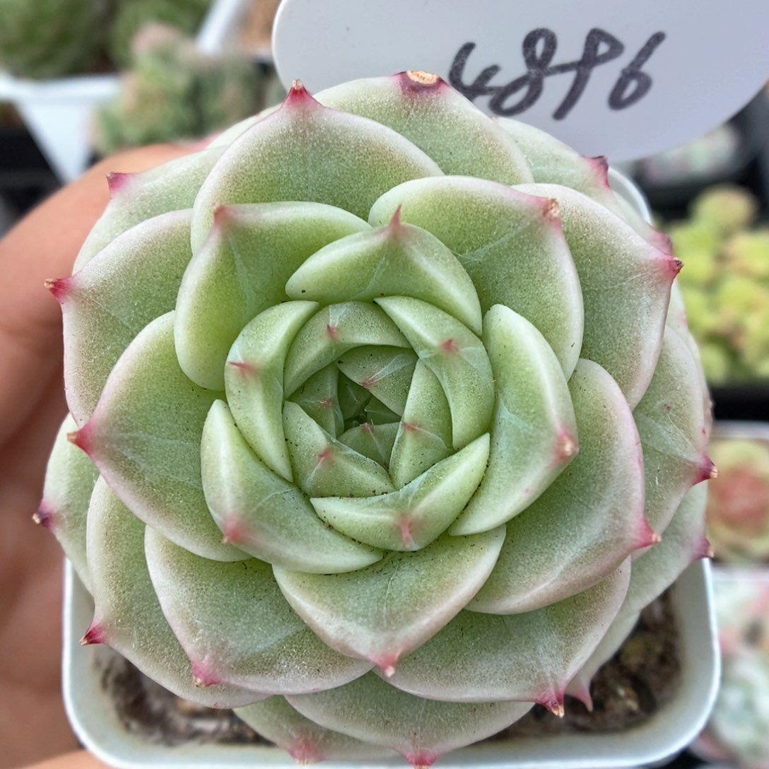 白底麦秆可拍4896号