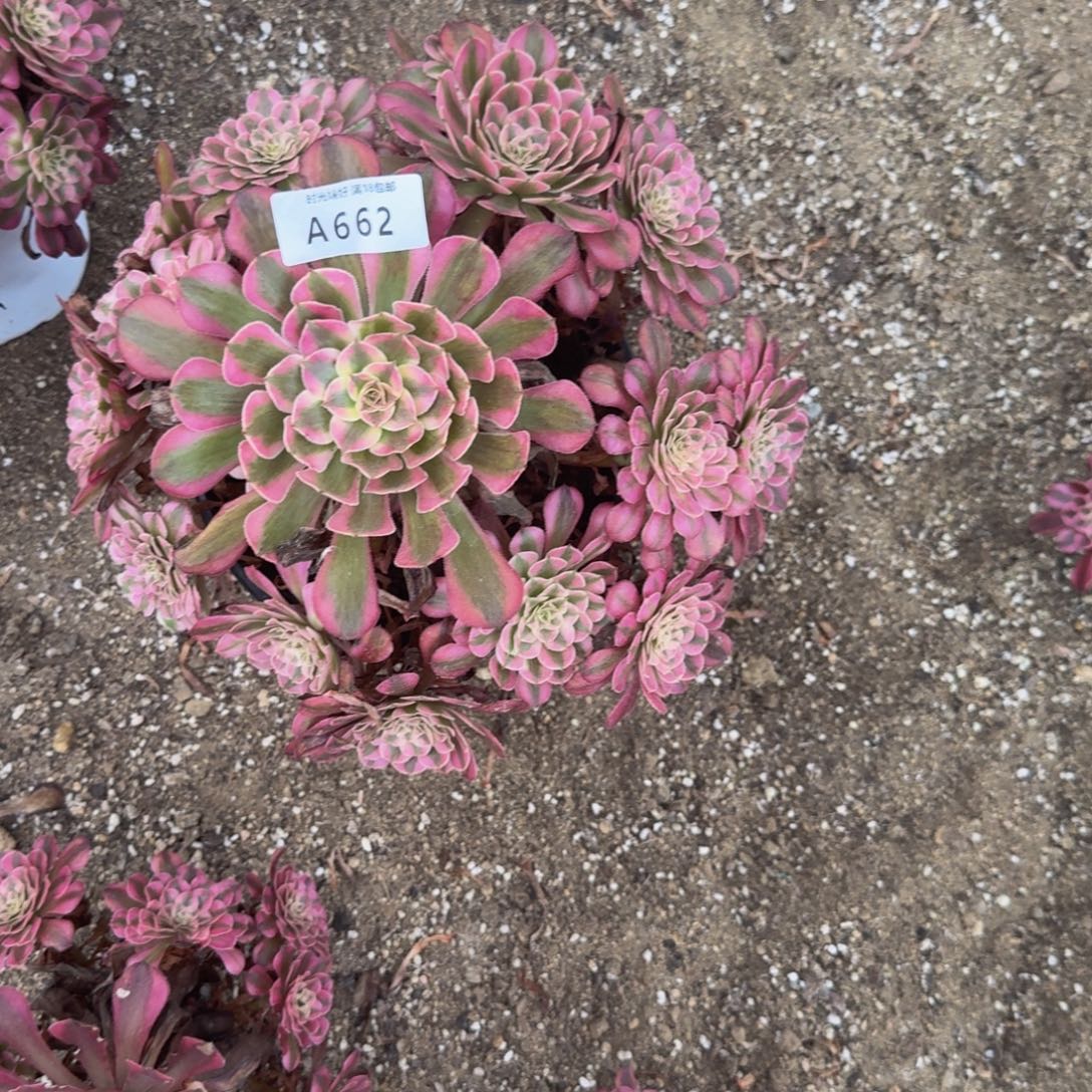 662铜吧多肉葡萄多