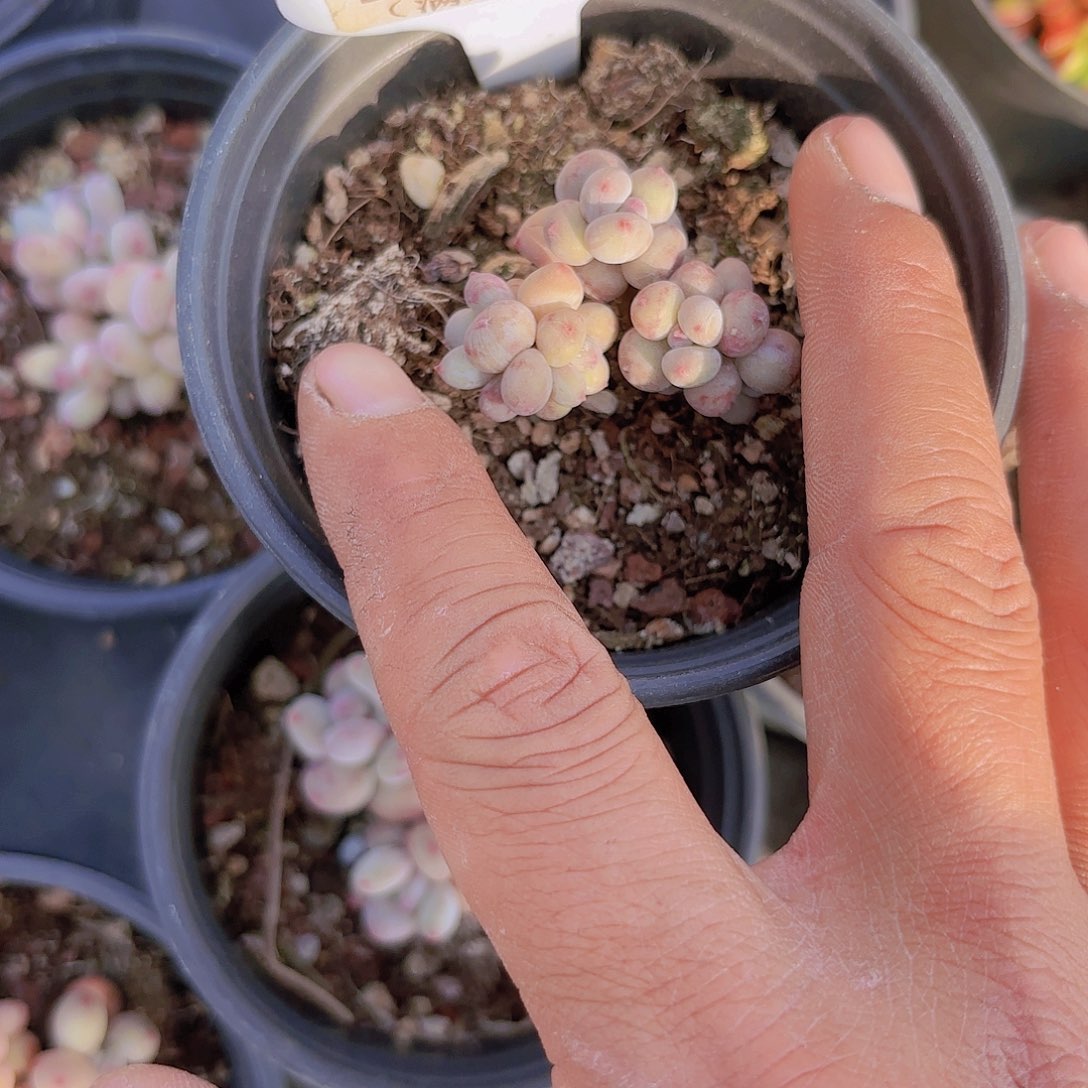 D226萤火虫一物一拍多肉