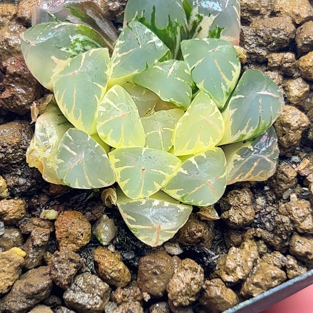 糊斑北极之光锦十二