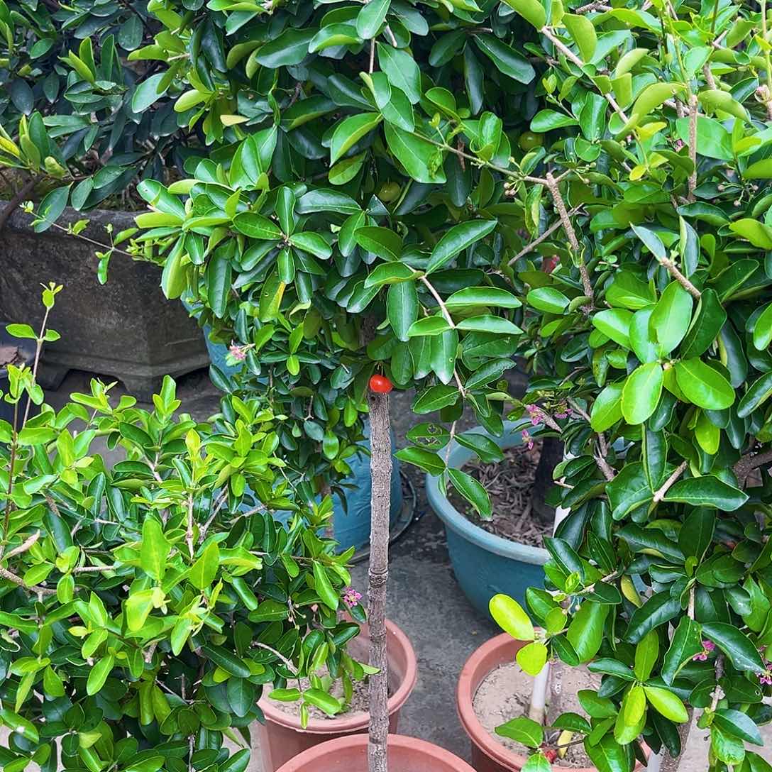 红***枪无花朵樱桃888888888