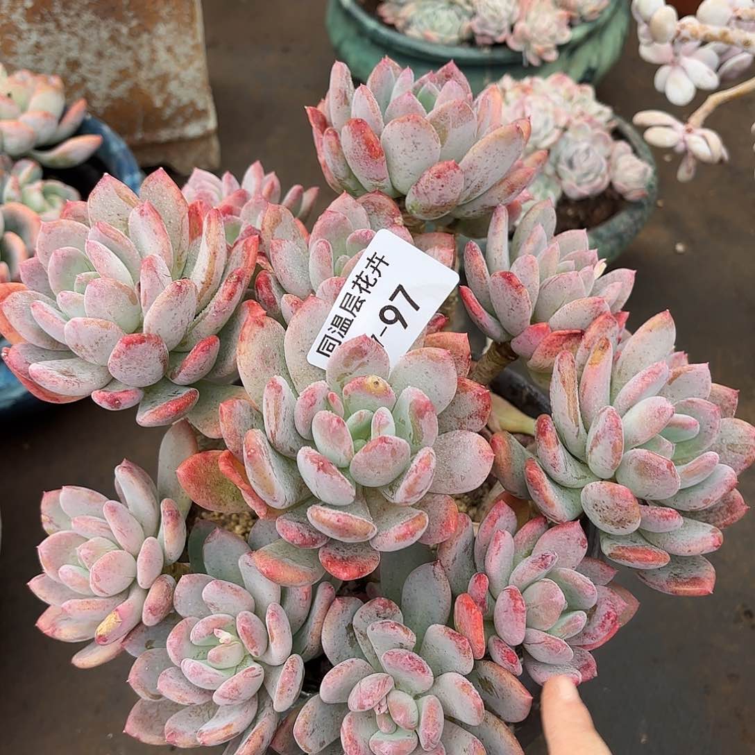 同温层多肉灰姑娘97