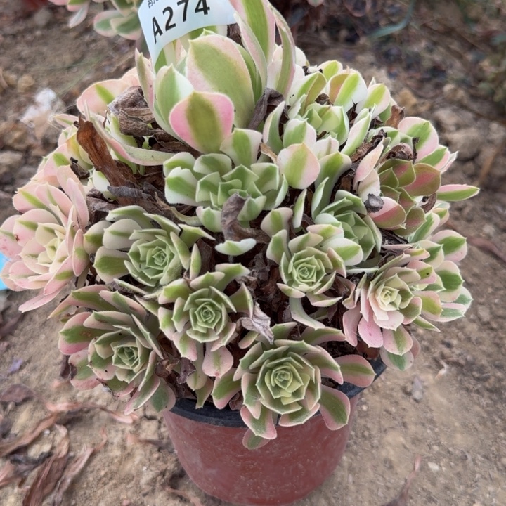 274女巫。多肉植物