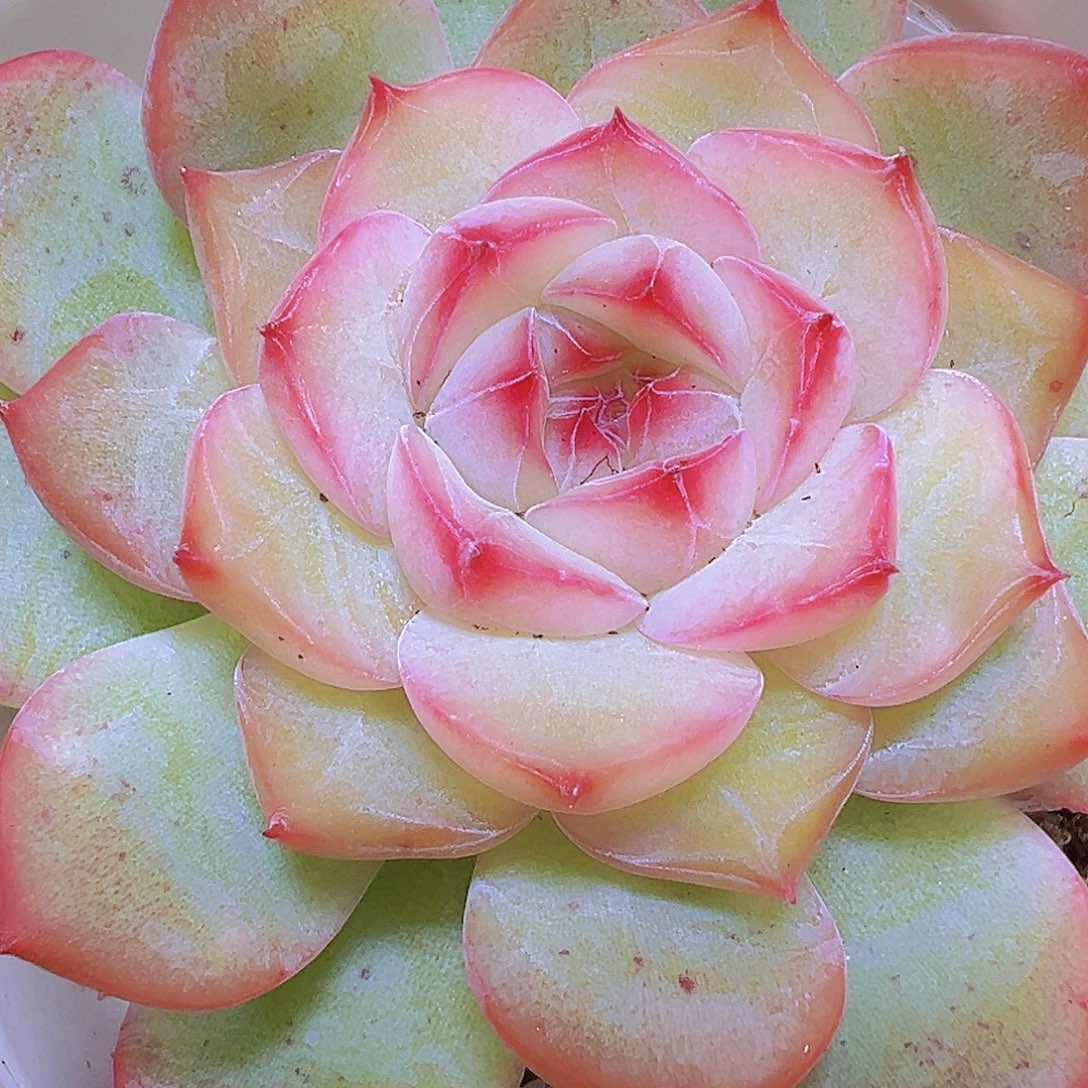 玉笛19包邮多肉植物