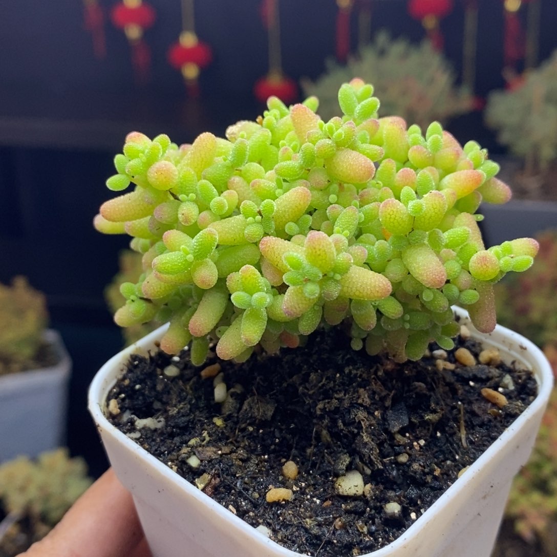 312号蜜橘糖球枝干多肉