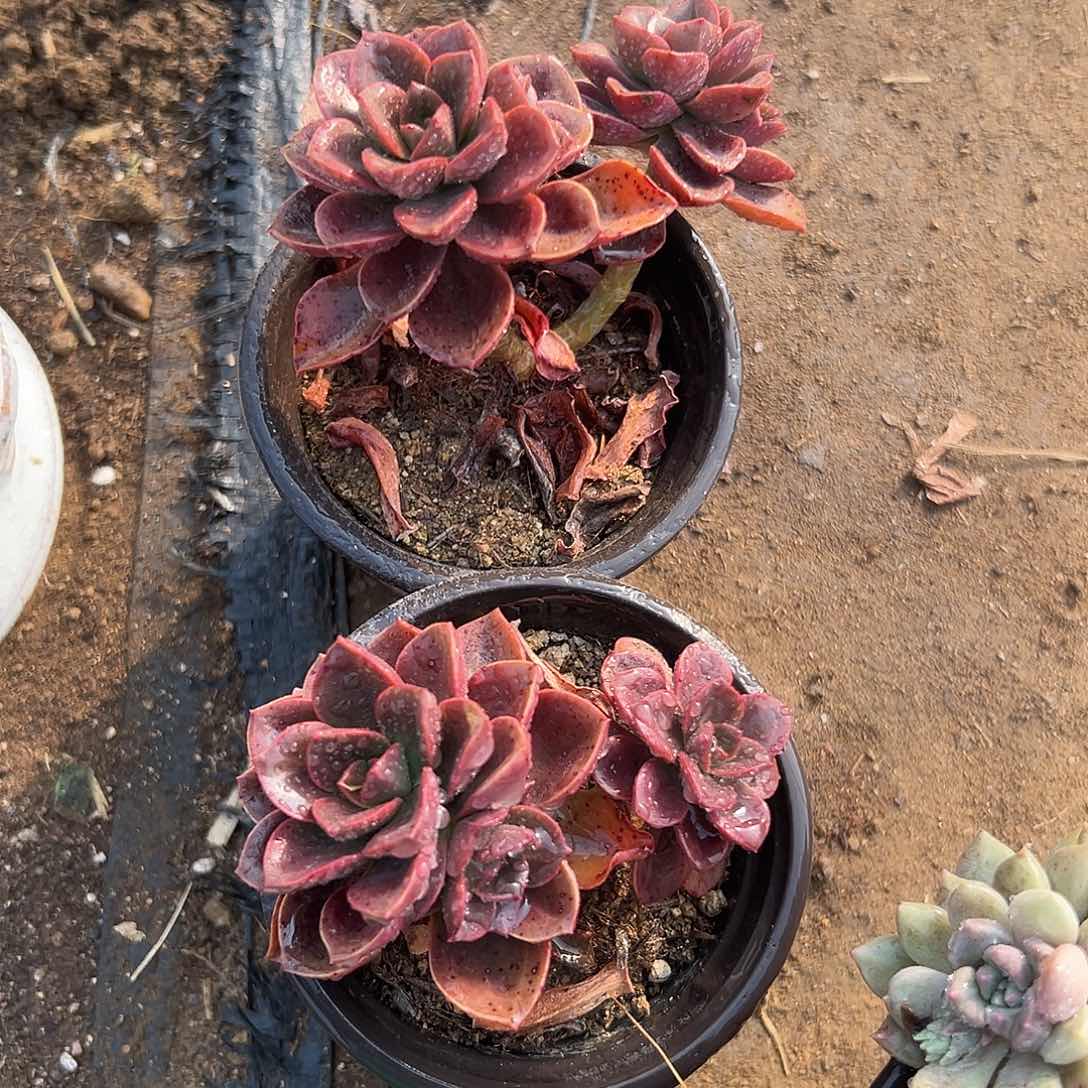 多肉植物多肉植物
