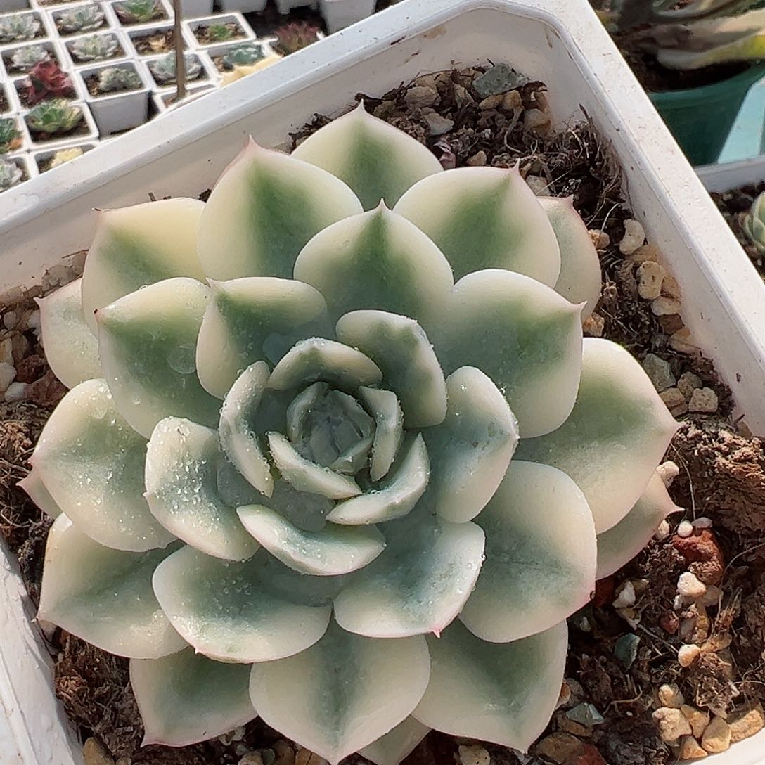 月亮仙子锦，覆轮锦