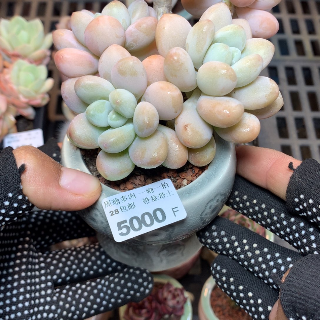 精控多肉植物5000
