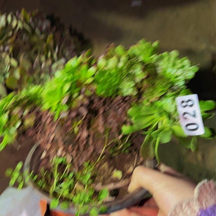 028铜玫瑰多肉植物处理不售后缀化