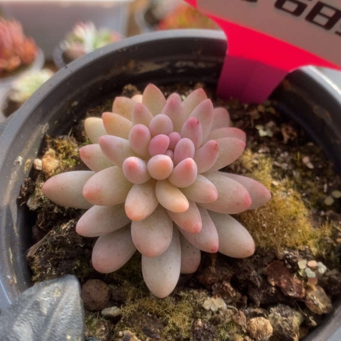 689婴儿手指锦锦锦