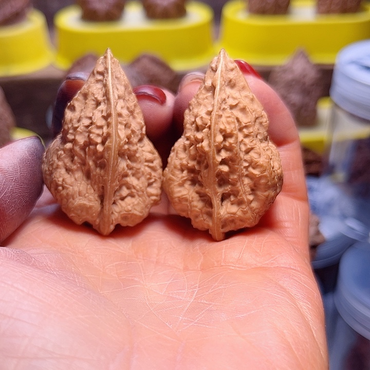 乌***拉核桃羊头蟾放漏漏