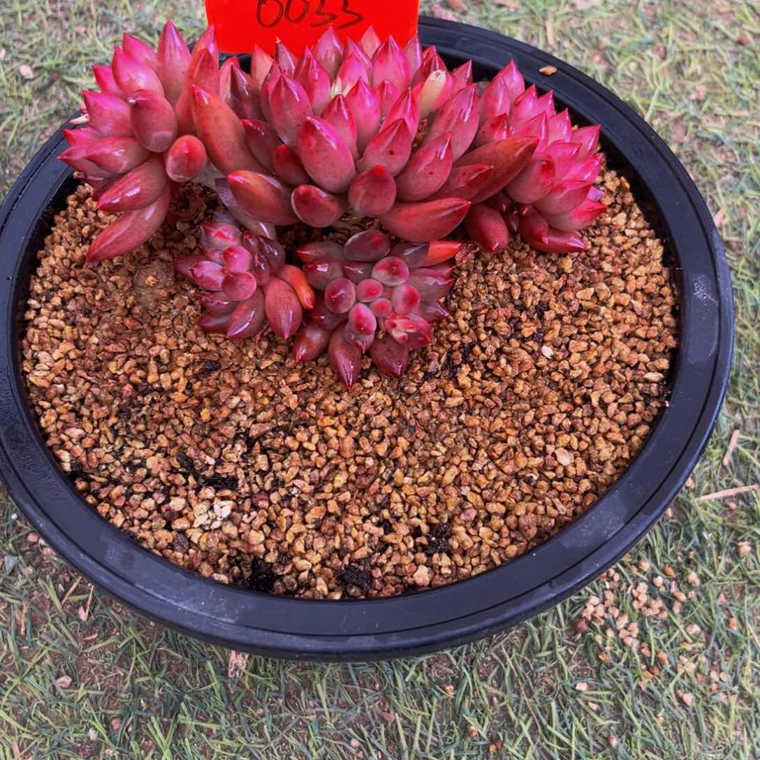 0033下午多肉植物群生