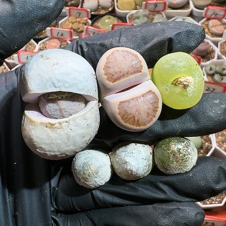 生石花1111111。    271