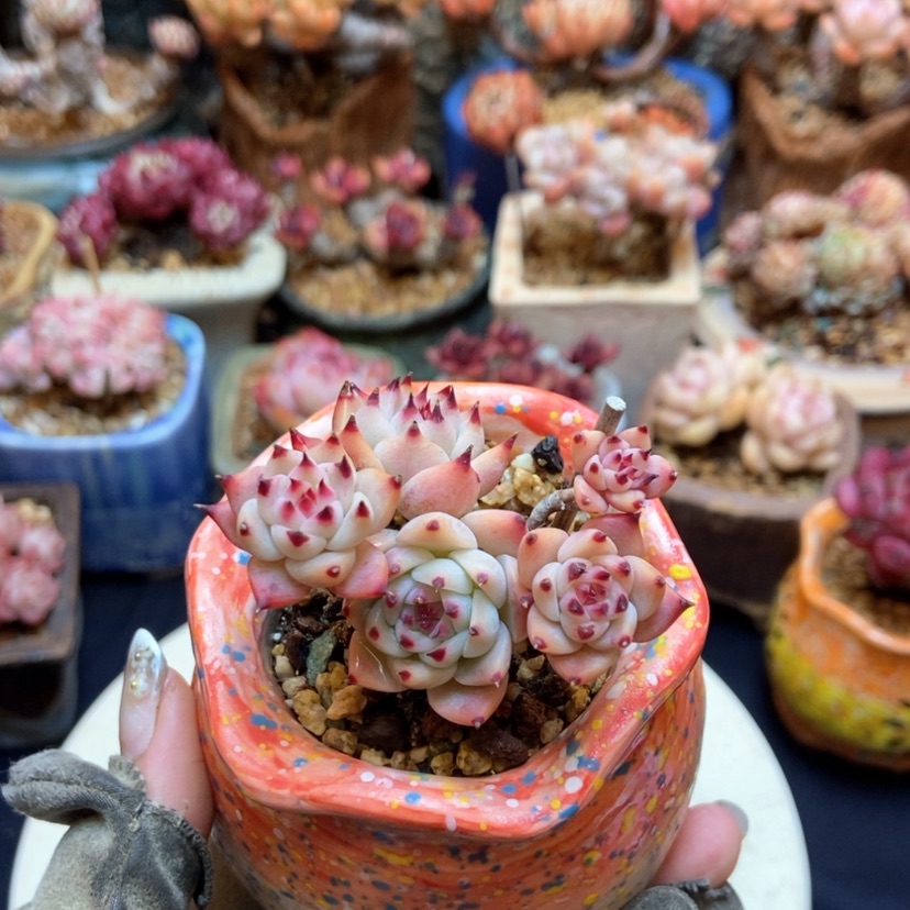 【闪购商品】吉娃娃