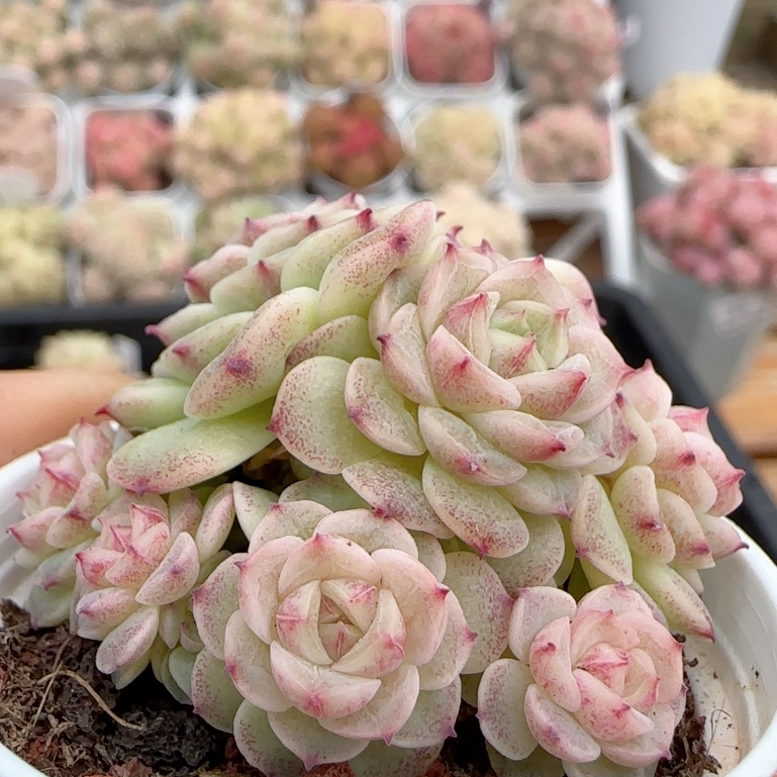 【闪购商品】0126-55小魔仙优选