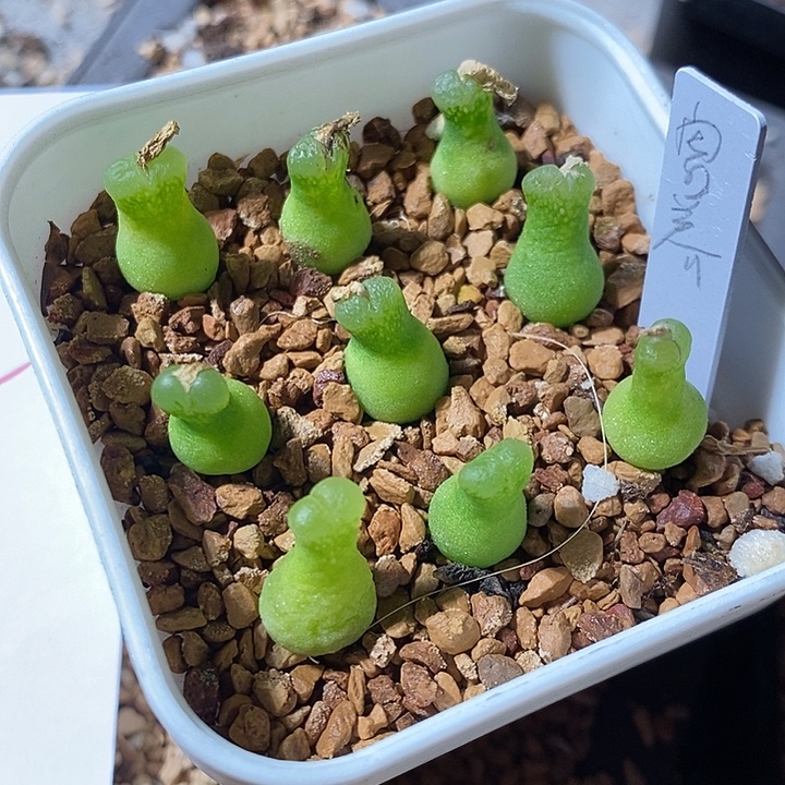 7332。  小葫芦母本一颗。   