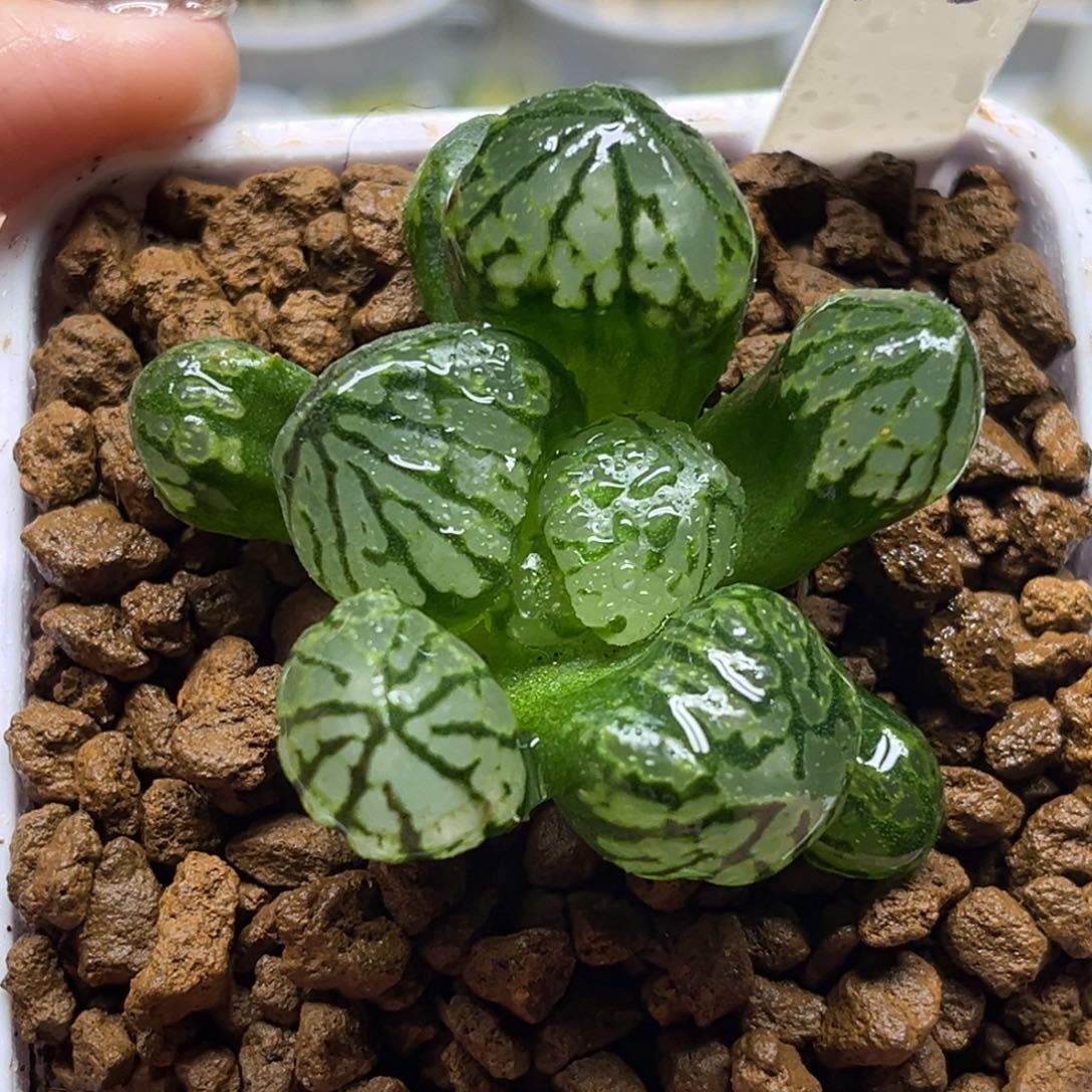 183月光宝盒冰城实生福利专场