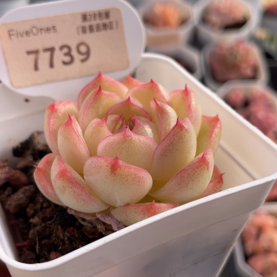 玲珑珍妮7739-5.0厘米