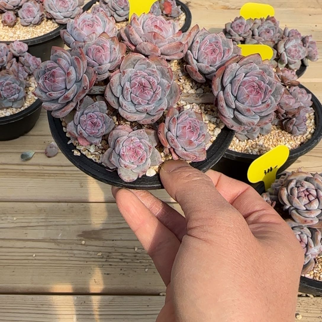 用***25332突尼斯发货多肉