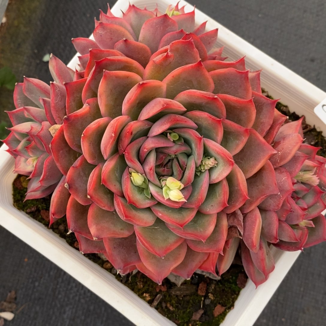 8093杂交多肉老桩