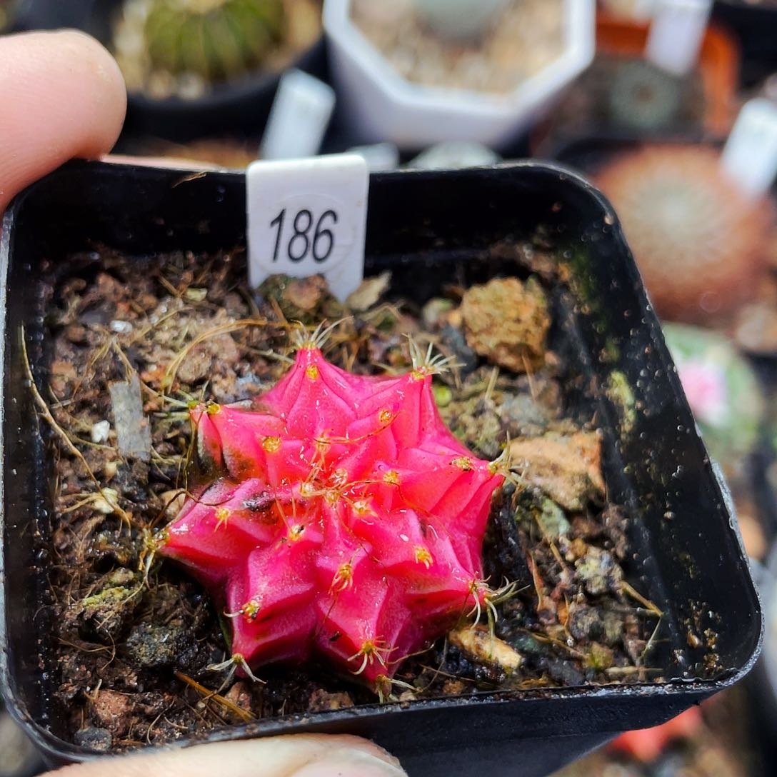 非偏远地区25包邮仙人球