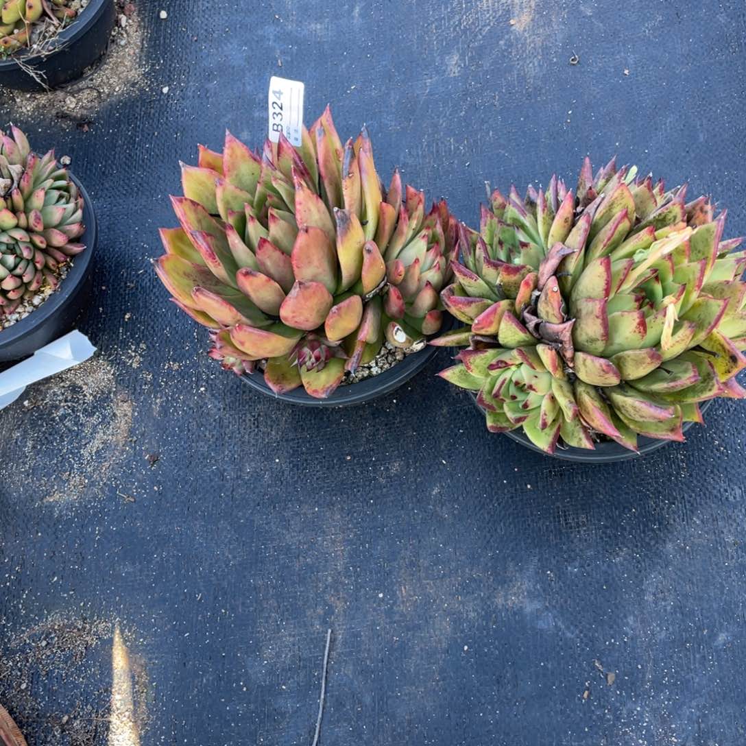 无花朵若如东云单拍B324