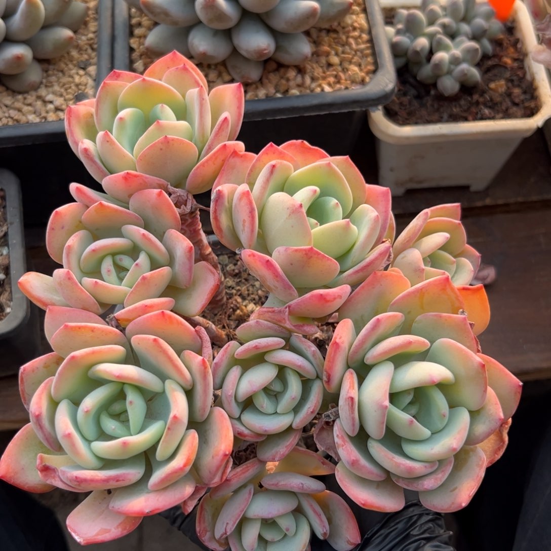 白月光1111111111111111