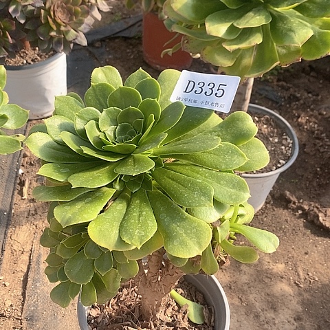 335路羊绒多肉有砍处理无售后