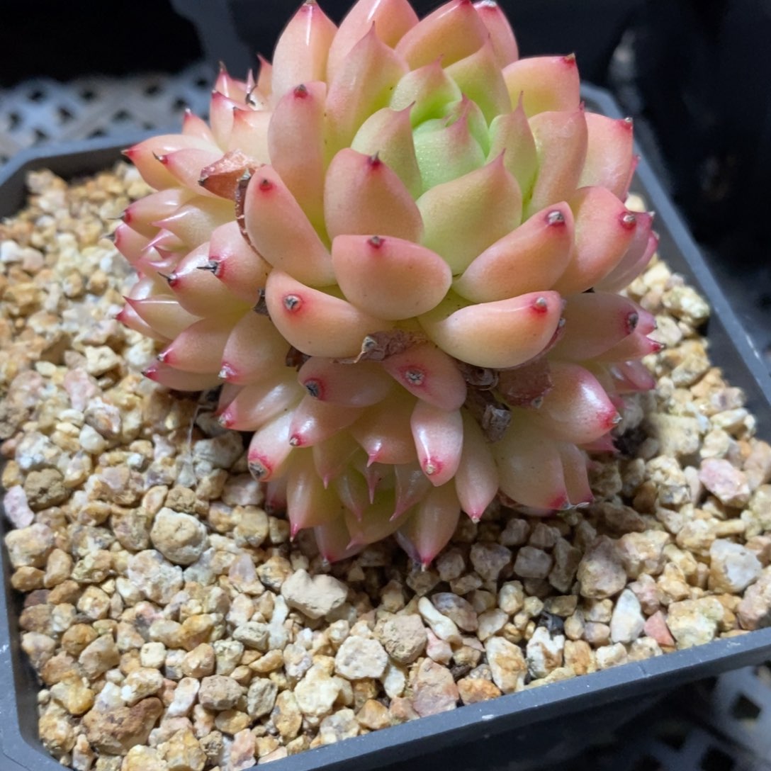 自助下单一物一拍多肉下滑有惊喜