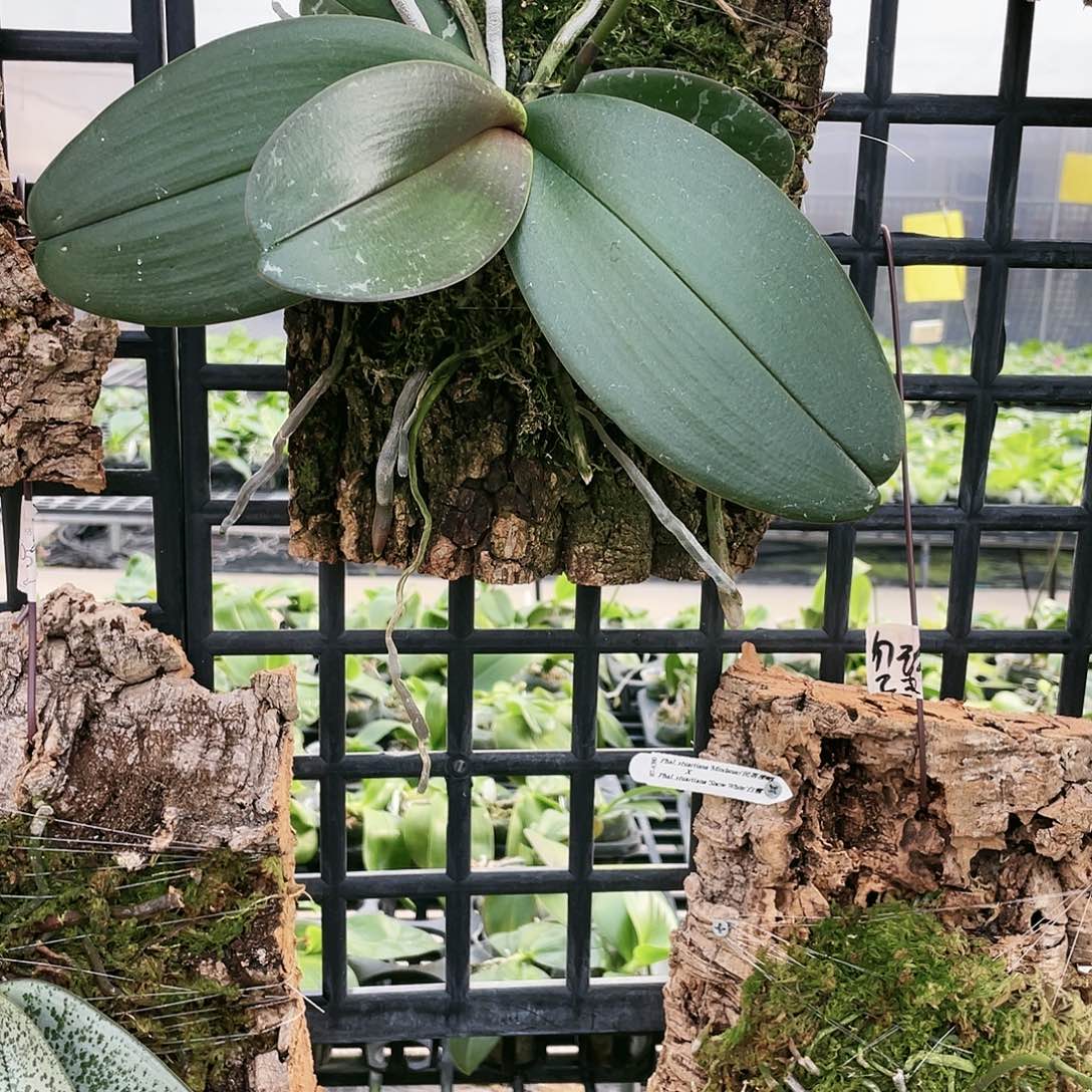 龙***柱当前无花栽培后可以开花