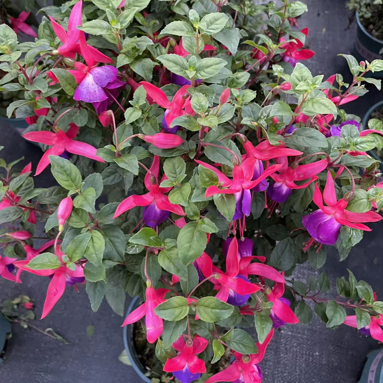 【紫精灵棒棒糖】 倒挂金钟灯笼花 花量大花期长 庭院阳台易养护