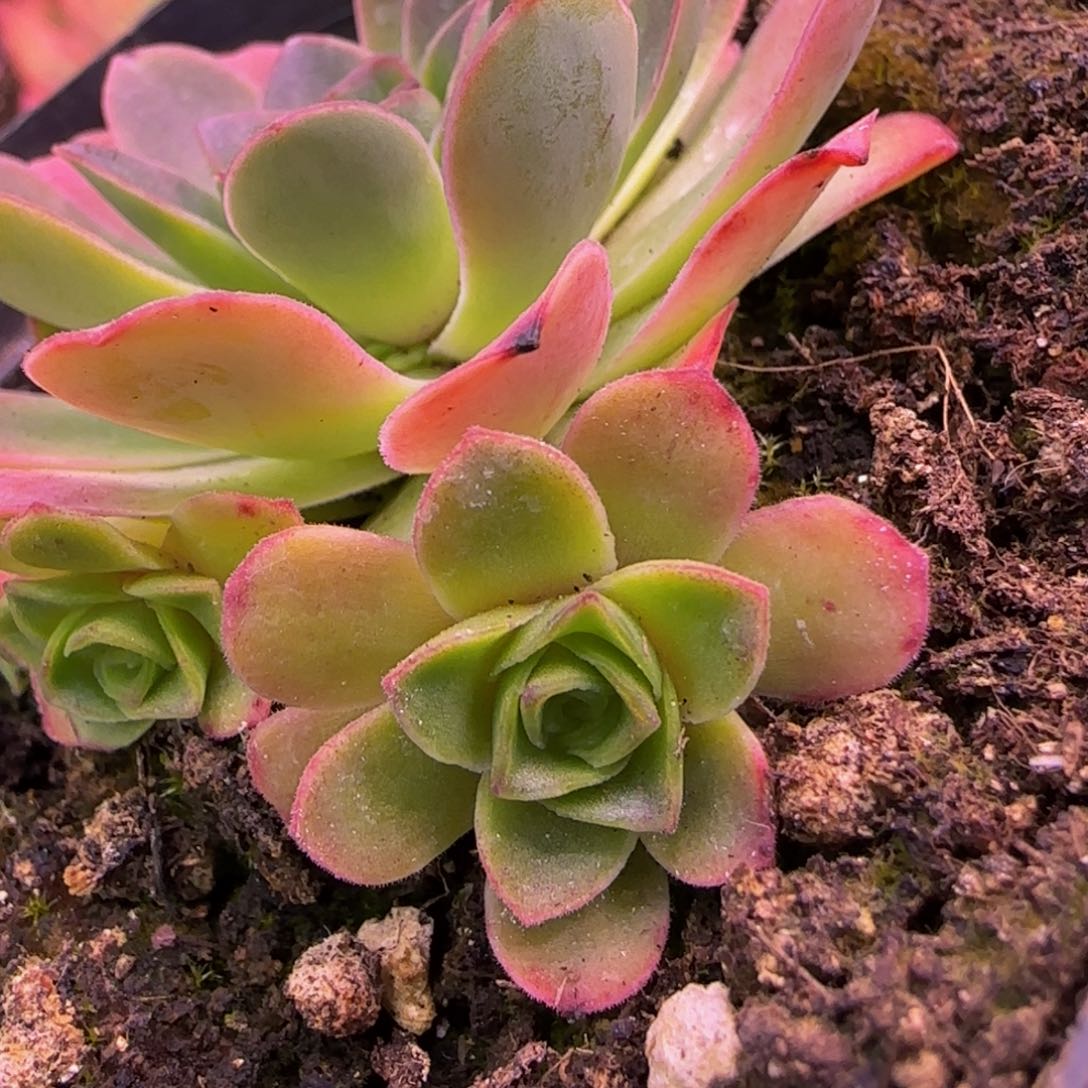 粉龙侧芽量拍1113434346734343433