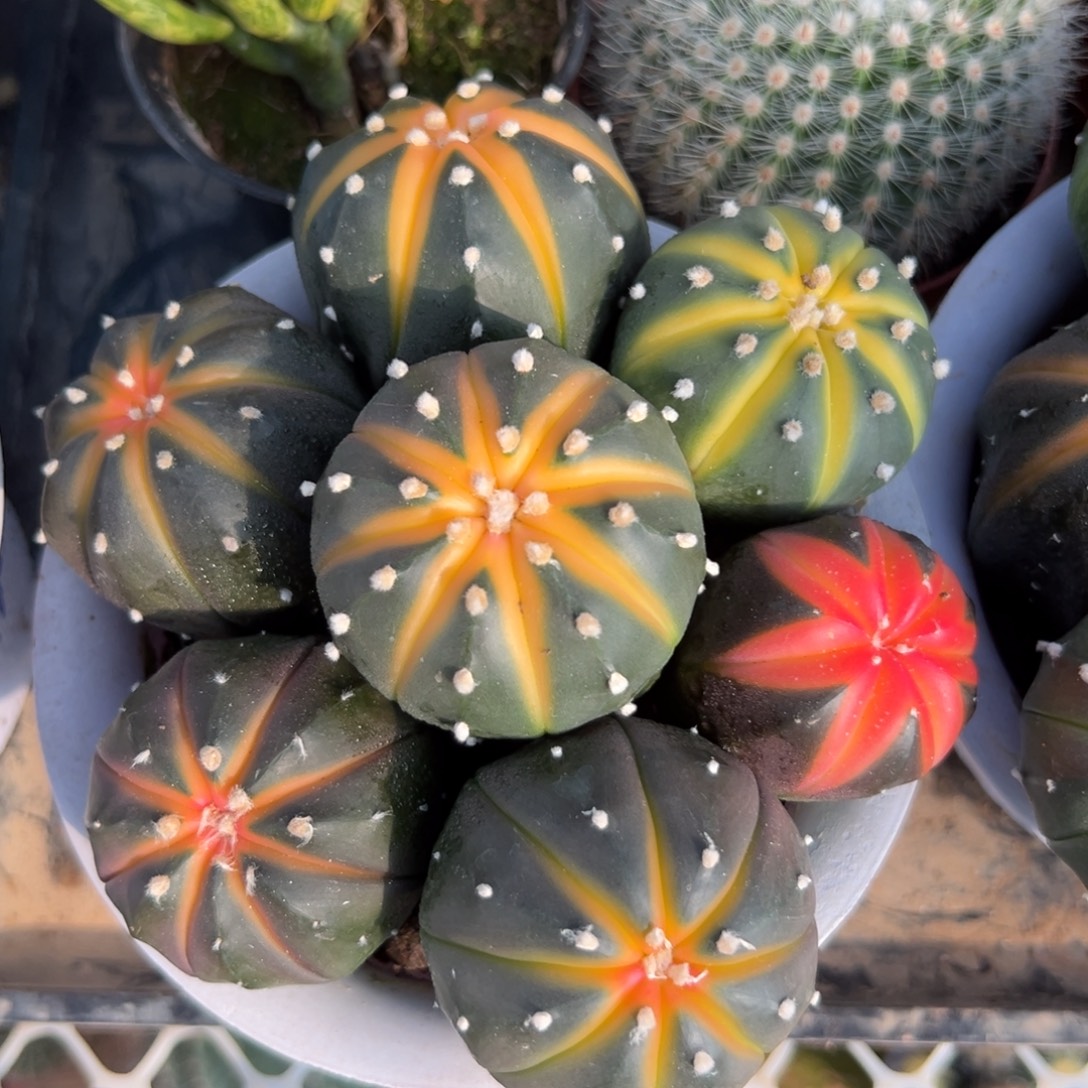 流***云零零落落 零零落落