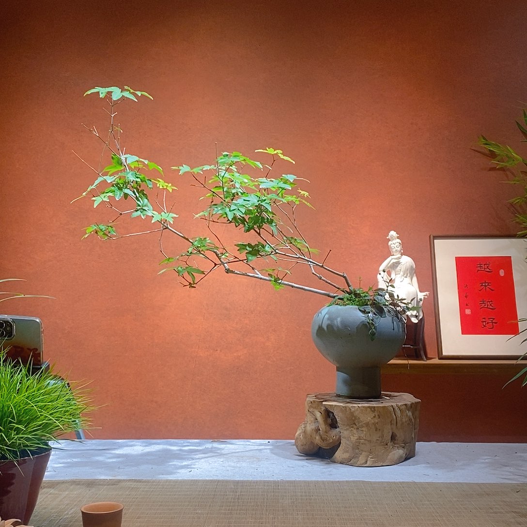 乙***境无花朵老桩精品竹盆景（枫树）