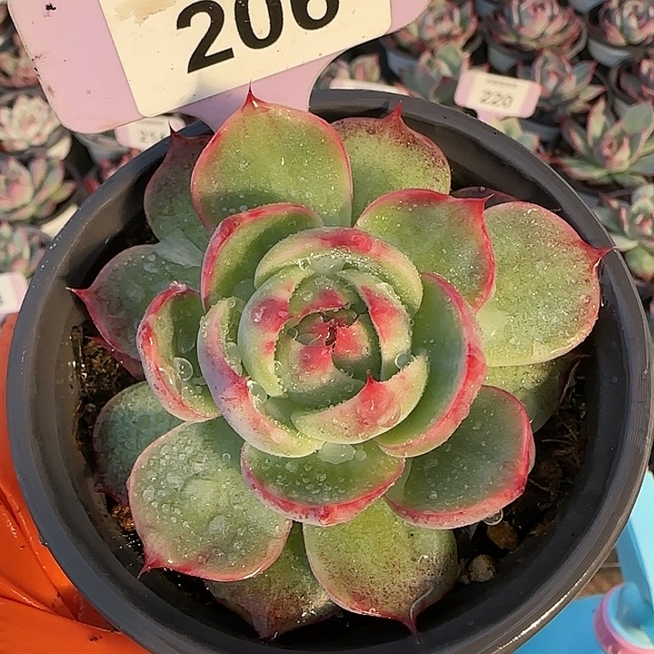 206 惊鸿仙子多肉植物6-9cm