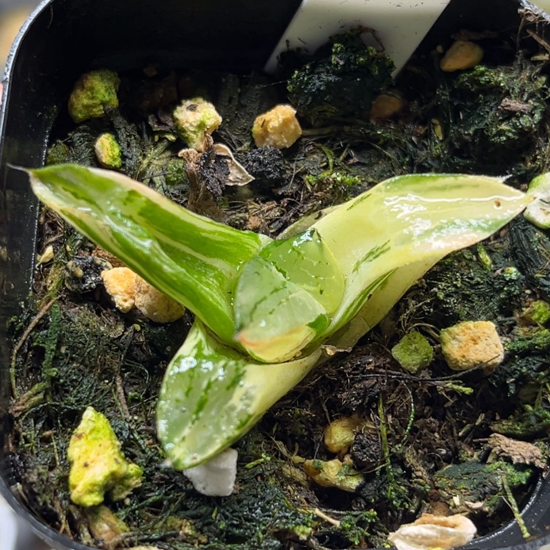 33龙禧克锦（根弱介意勿拍）福利专场