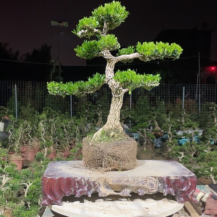 完全开放勿*黄杨盆景