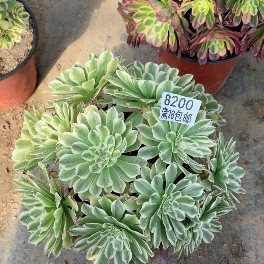 E.    8200碧浪多肉