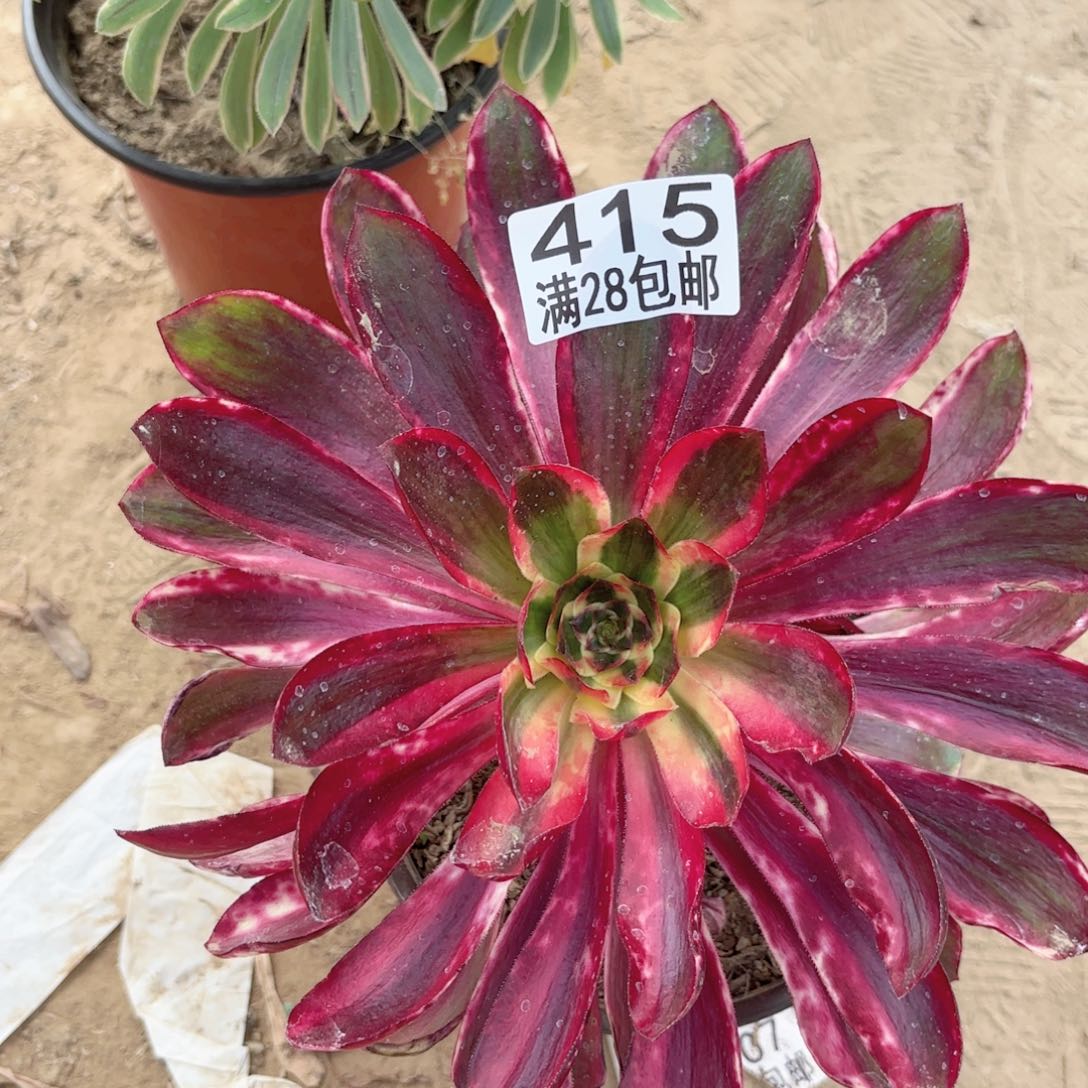 415红魔女多肉11111