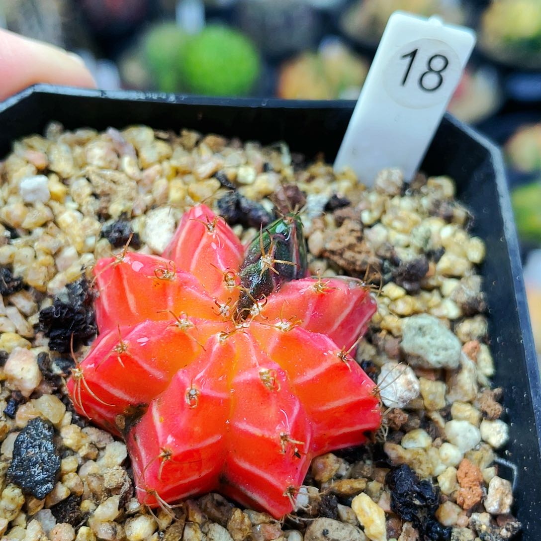 非偏远地区满25包邮仙人球