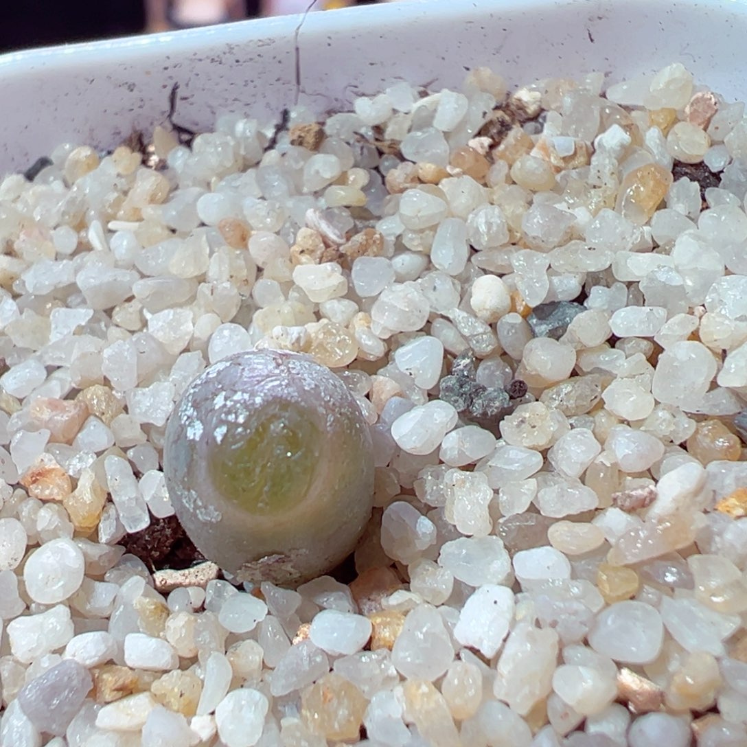 1205-763多肉多肉丑鹅