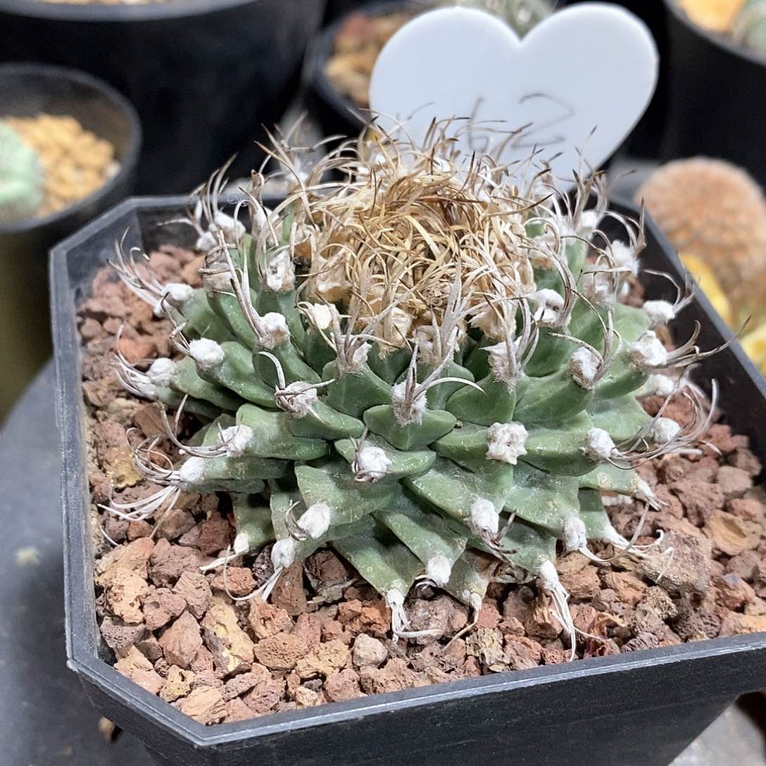 实生小尤赤花娇丽仙人球