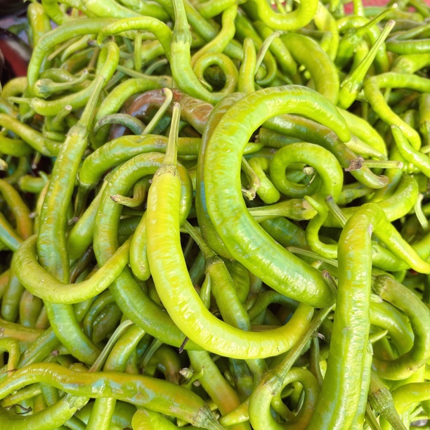 云南高原 农家自种辣椒