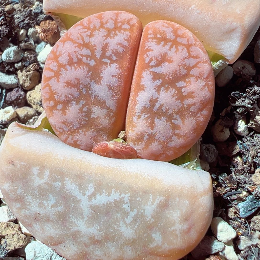 1229-339多肉多日粗纹拿铁