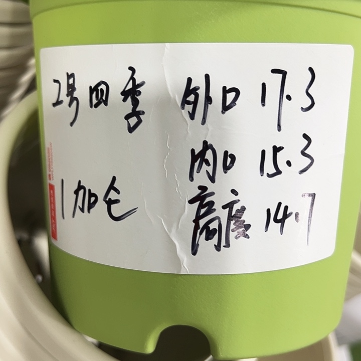 特价2号四季口17.3高14.7果绿无托10只