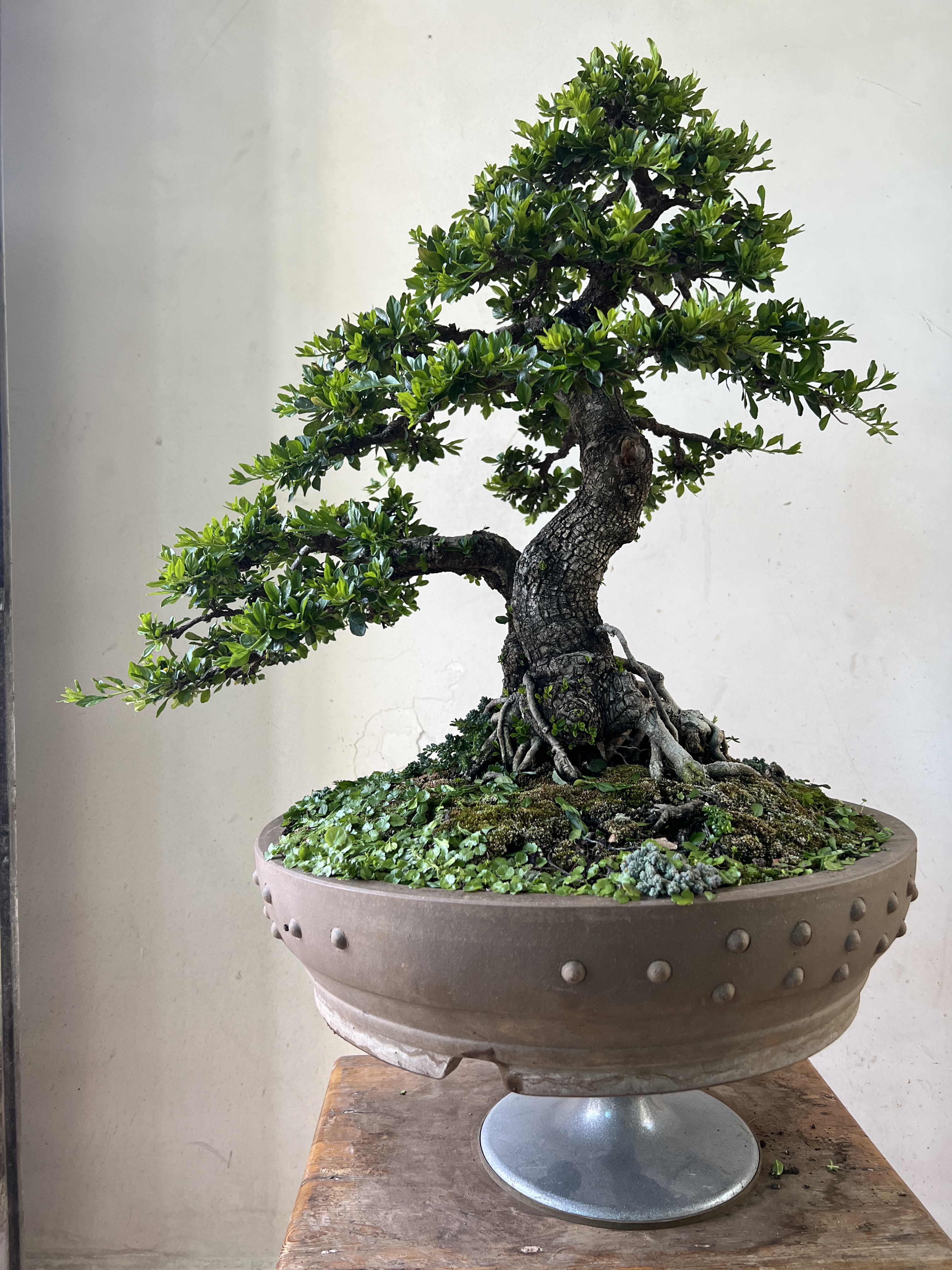 云南铁马鞭盆景素材