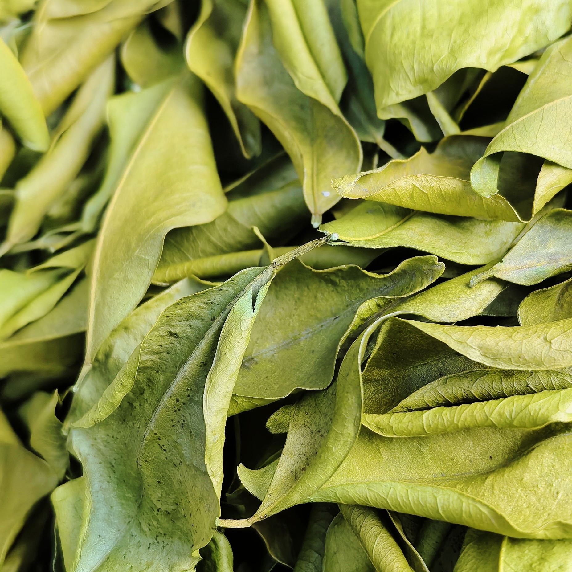 橘叶茶 大红袍老树川红橘叶 匠心精选，品自然本味