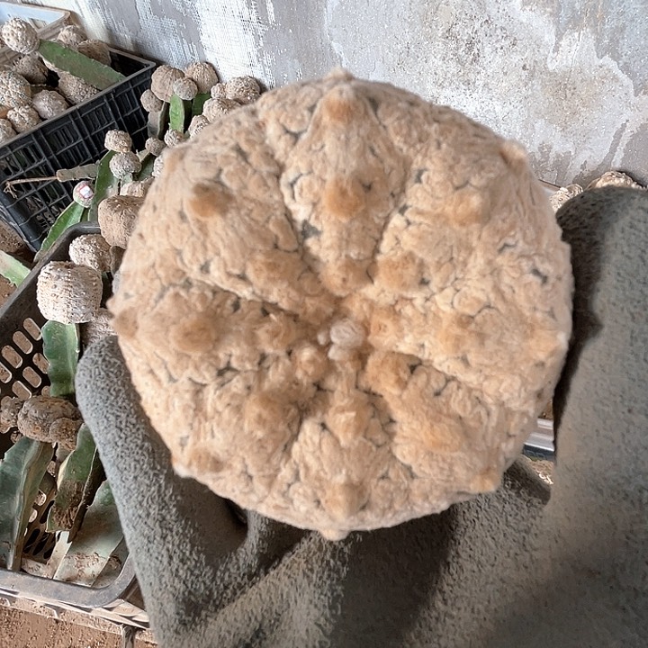 完全开放兜兜兜1